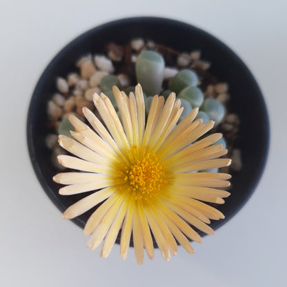 Fenestraria aurantiaca Baby Toes with golden flower