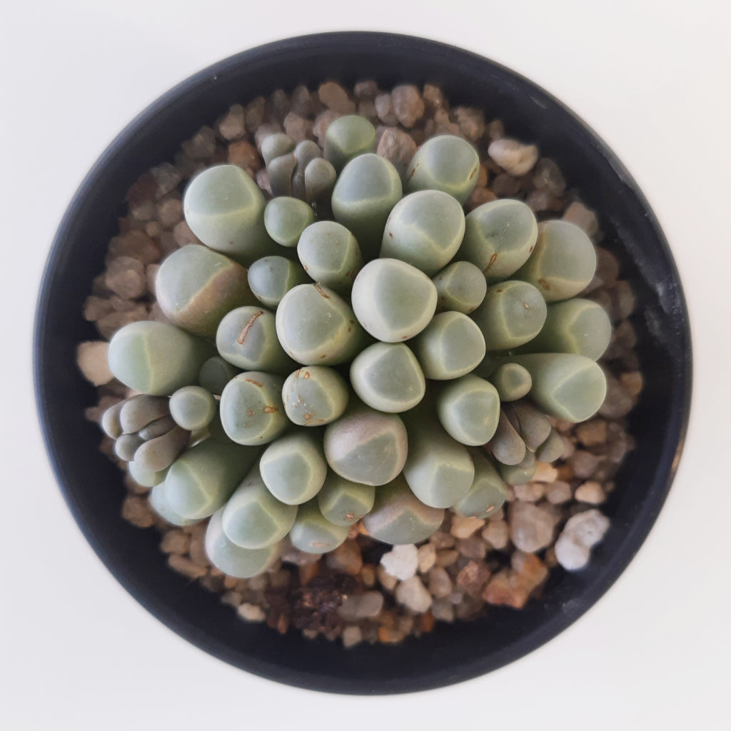 Fenestraria rhopalophylla subs. Aurantiaca - Baby Toes