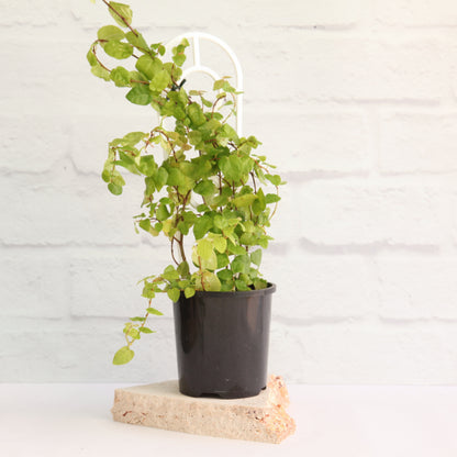 Ficus pumila - Creeping Fig