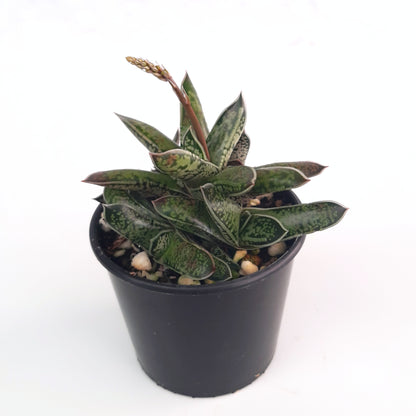 Gasteria bicolor var liliputana plant in pot