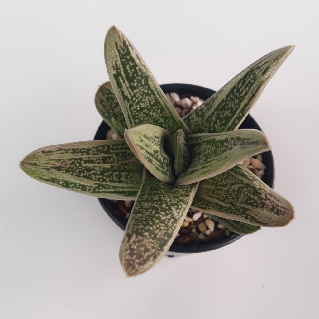 Gasteria Little Warty plant in pot