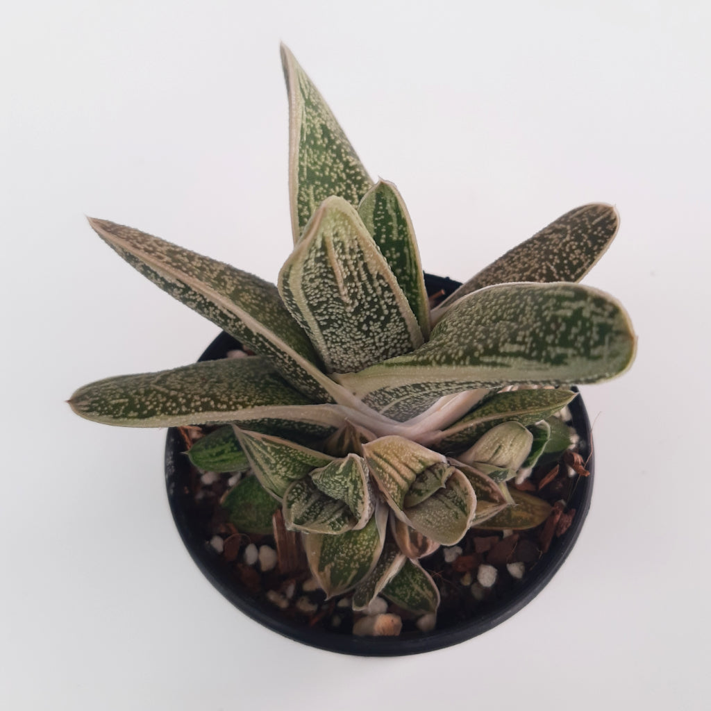 Gasteria Little Warty plant in pot with offsets