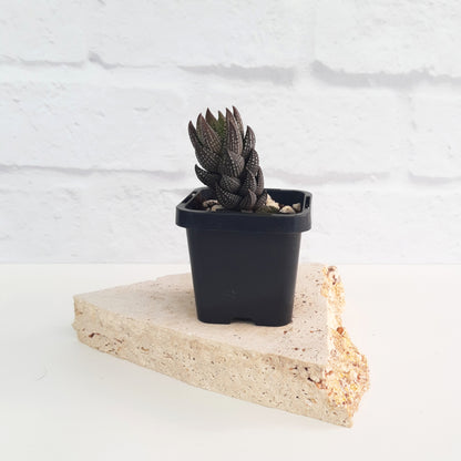 wart succulent Haworthiopsis reinwardtii