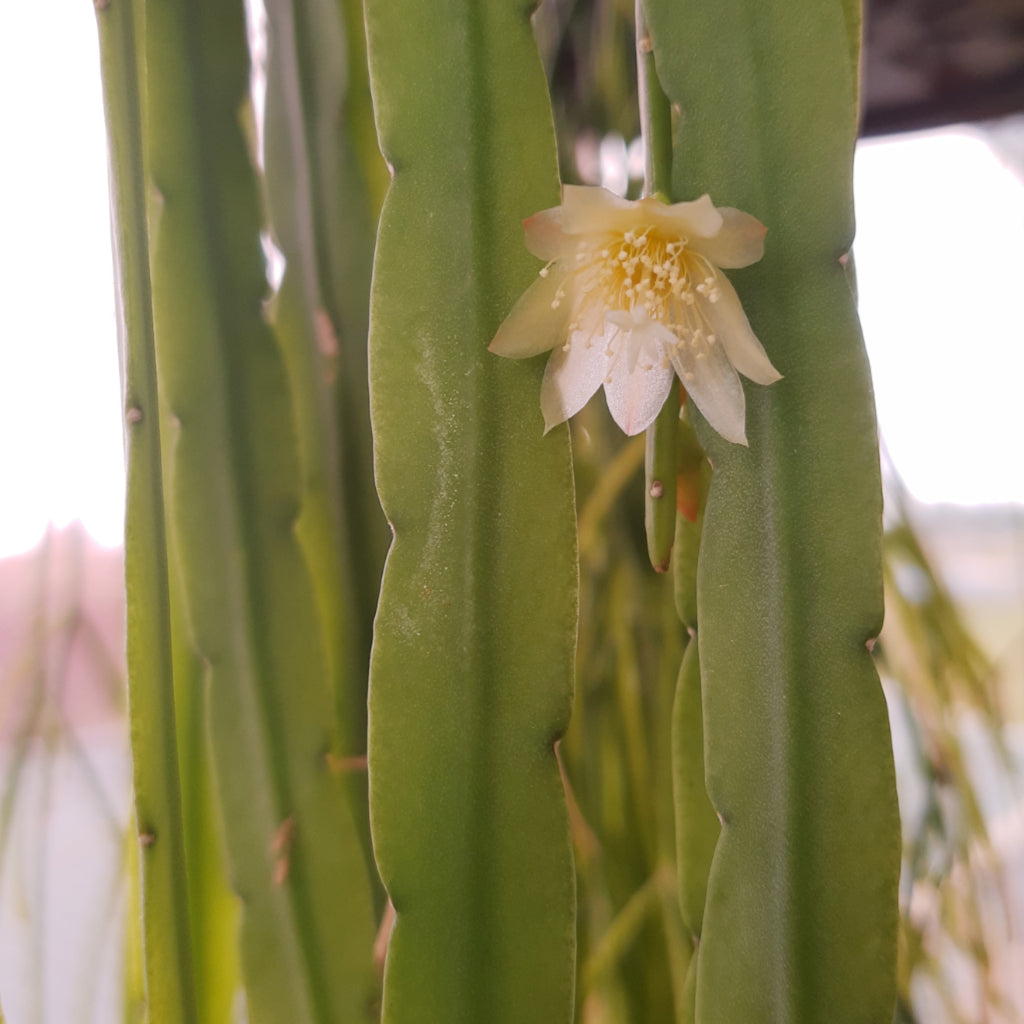 Lepismium cruciforme - Hurricane Cactus