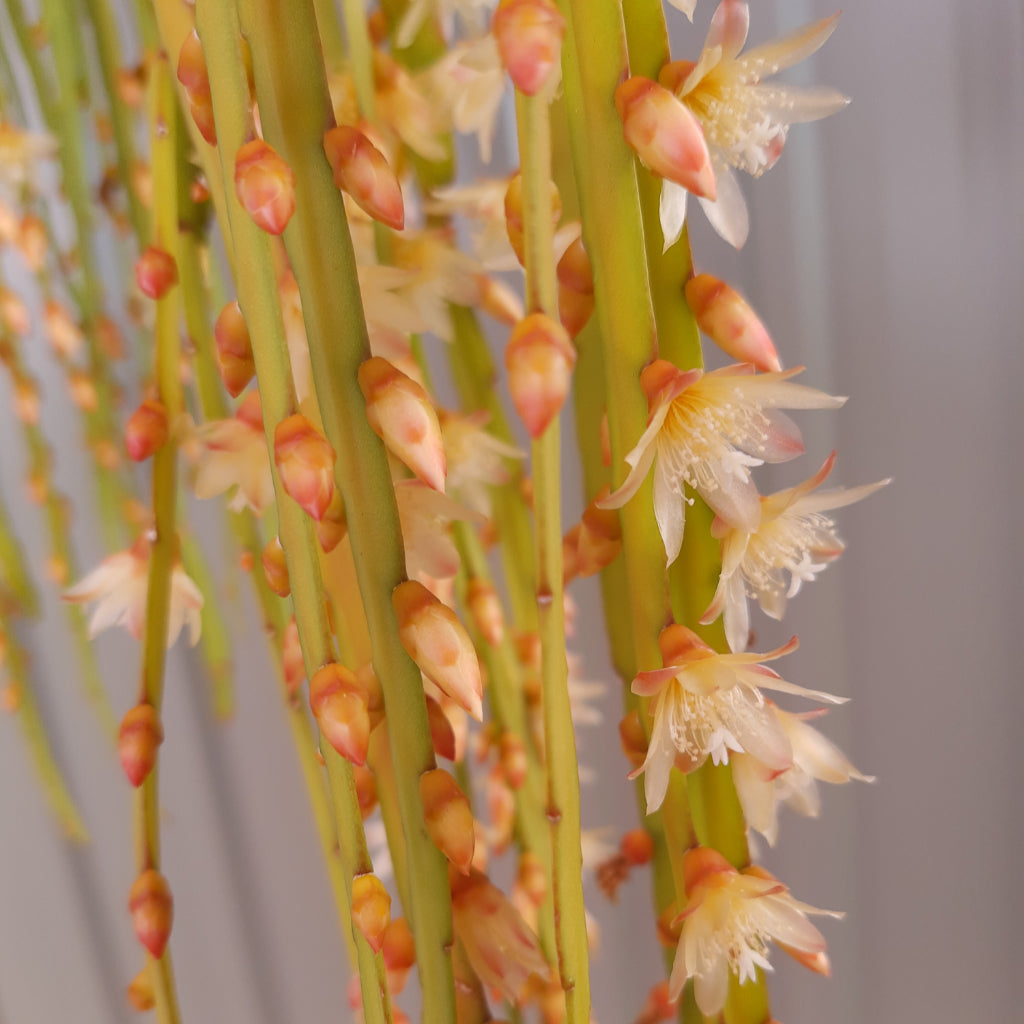 Lepismium cruciforme with trailing stems and masses of white flowers.