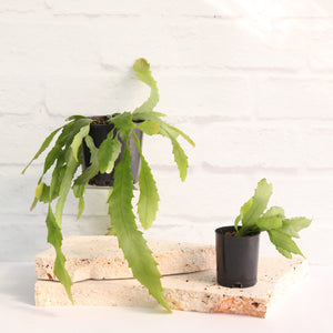 Lepismium houlletianum - Snowdrop Cactus