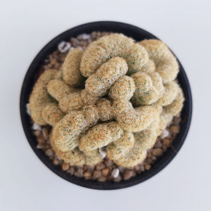 Mammillaria elongata f. cristata - Brain Cactus