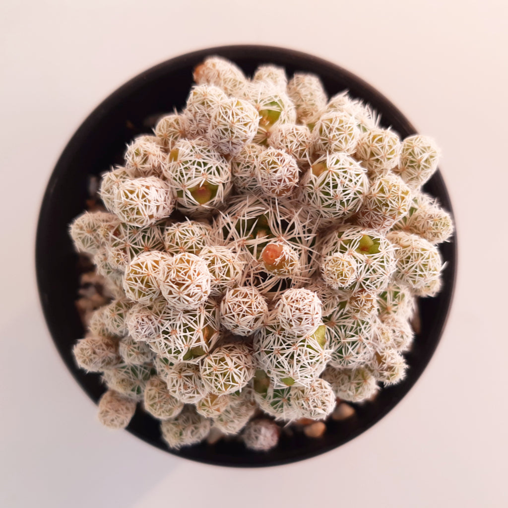 Mammillaria vetula subsp. gracilis - Thimble Cactus