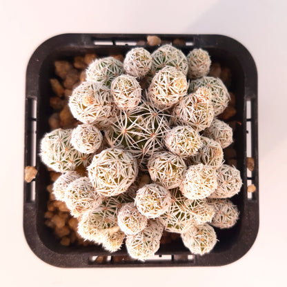 Mammillaria vetula subsp. gracilis - Thimble Cactus