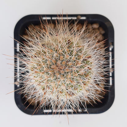 Mammillaria spinosissima - Red Headed Irishman