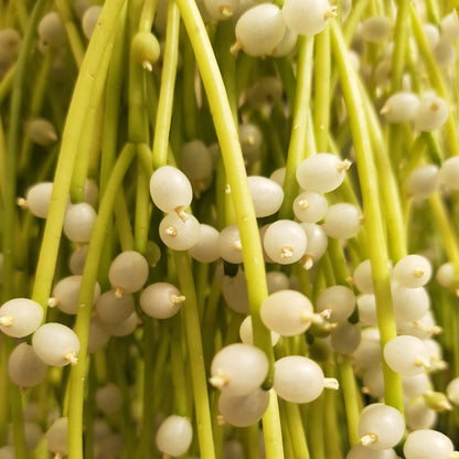 Rhipsalis baccifera - Mistletoe Cactus