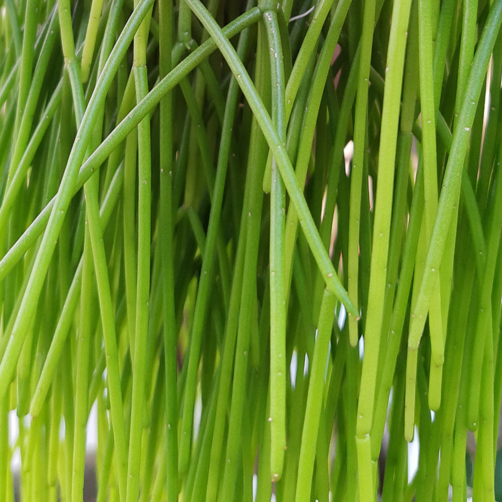 Rhipsalis baccifera - Mistletoe Cactus