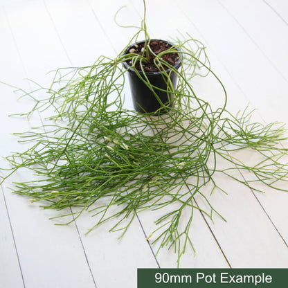 Rhipsalis campos-portoana