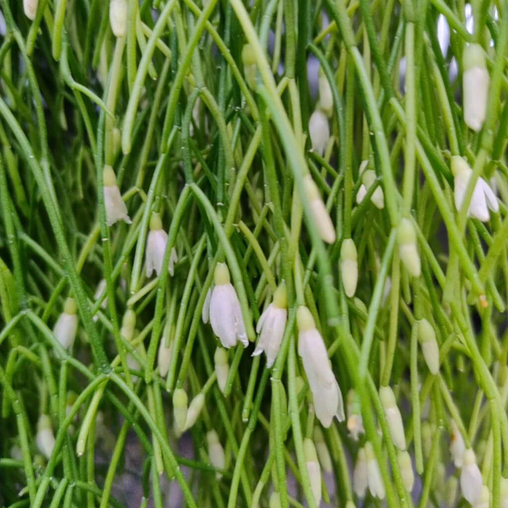 Rhipsalis campos-portoana cactus in bloom