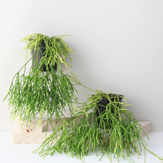 Rhipsalis clavata