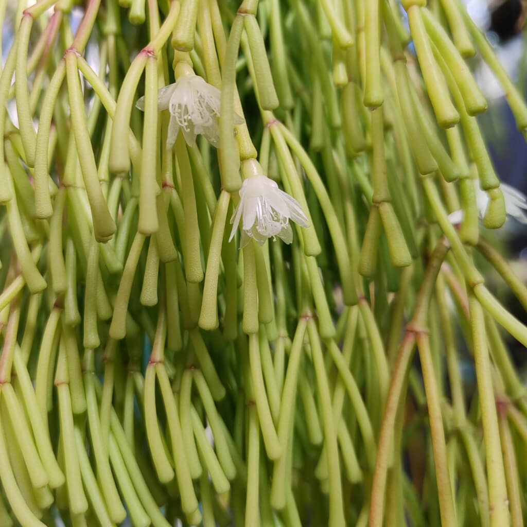 Rhipsalis clavata