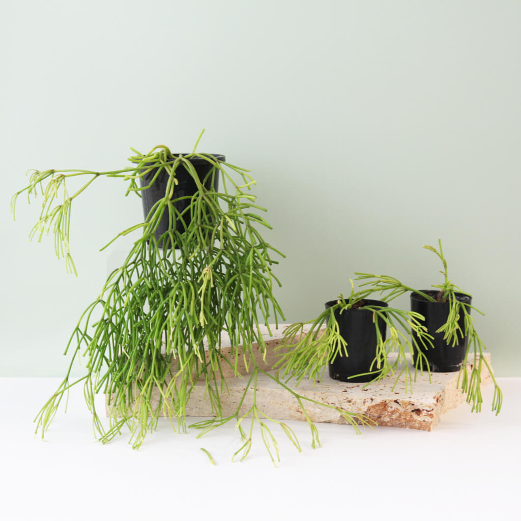 Rhipsalis clavata