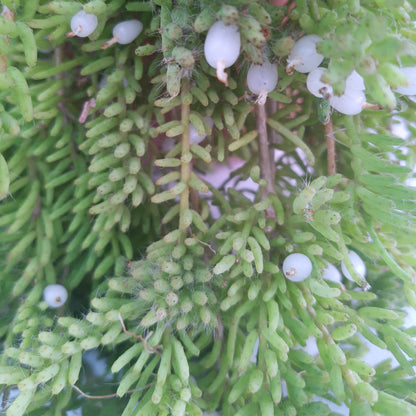 Rhipsalis mesembryanthemoides - Clumpy Mistletoe Cactus