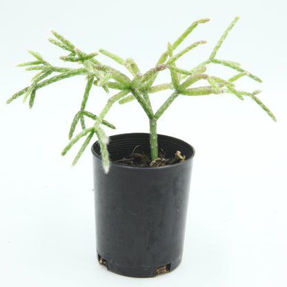 Rhipsalis pilocarpa - Hairy Stemmed Rhipsalis