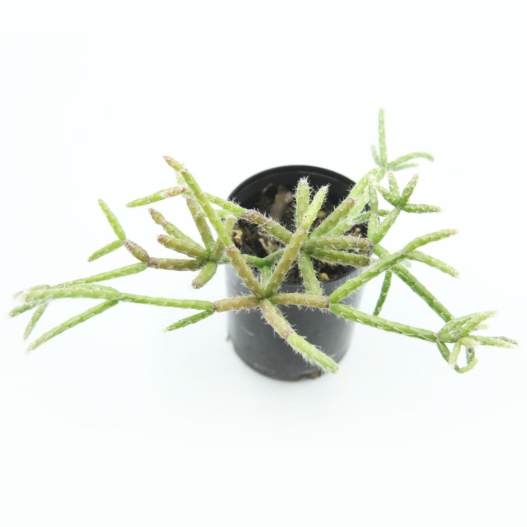 Rhipsalis pilocarpa 'Rhipsalis à tiges velues'