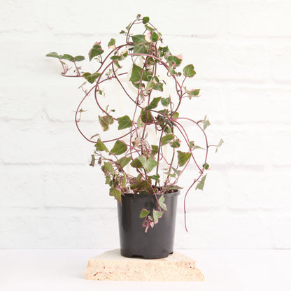 Senecio macroglossus variegated - Wax Ivy