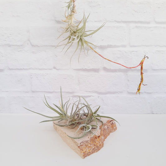 Tillandsia albida - Air Plant