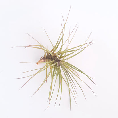 Tillandsia tenuifolia 'Amethyst' - Air Plant