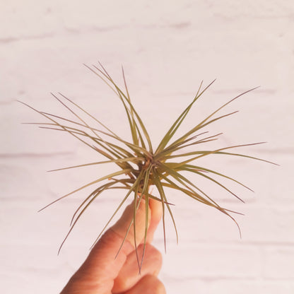 Tillandsia tenuifolia 'Amethyst' - Air Plant