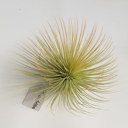 Tillandsia andreana - Air Plant