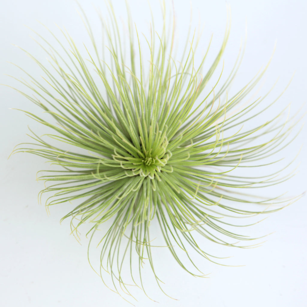 Tillandsia andreana air plant