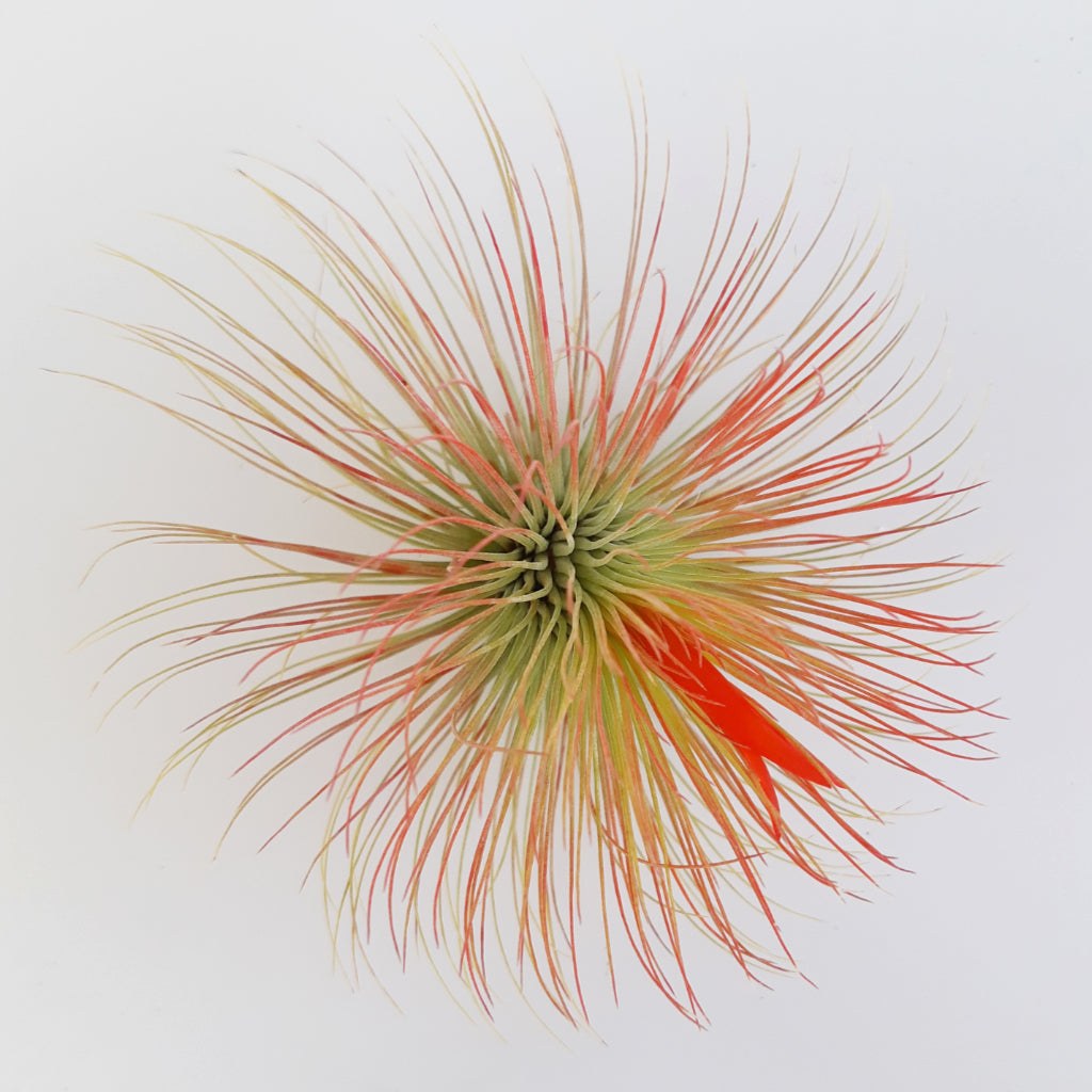 Tillandsia andreana air plant in bloom with red flower and blushed leaves