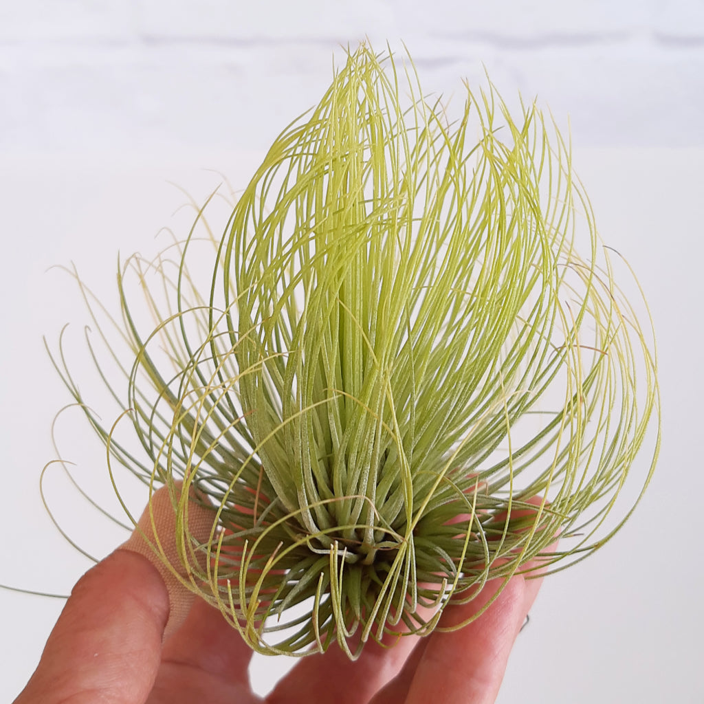 Tillandsia andreana air plant - large size