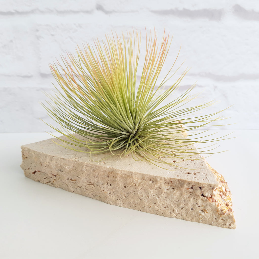 Tillandsia andreana air plant