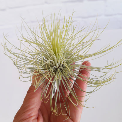 andreana air plant care Tillandsia andreana