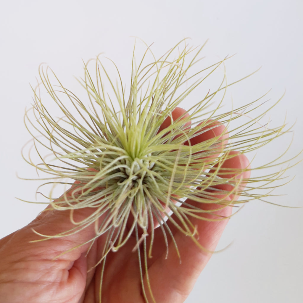 TIllandsia andreana air plant - small size