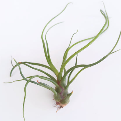 Tillandsia bulbosa air plant