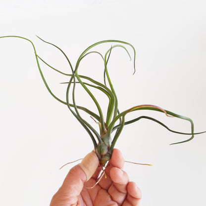 Tillandsia bulbosa - Air Plant