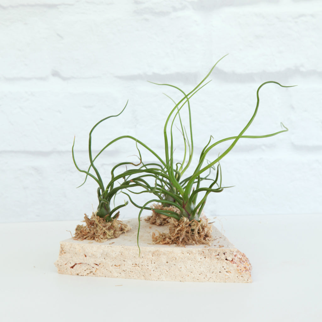 Tillandsia bulbosa - Air Plant