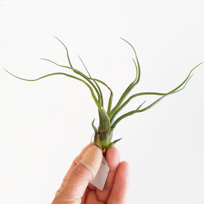 Tillandsia bulbosa - Air Plant