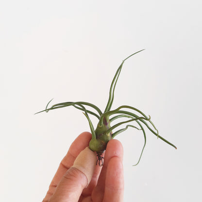 Tillandsia bulbosa - Air Plant