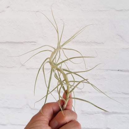 Tillandsia caerulea - Air Plant