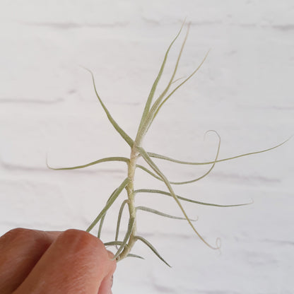 Tillandsia caerulea - Air Plant