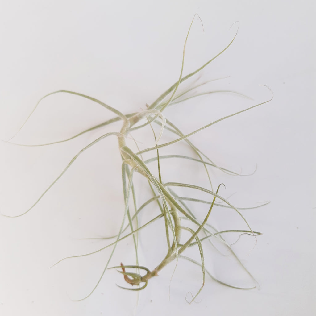 Tillandsia caerulea ait plant
