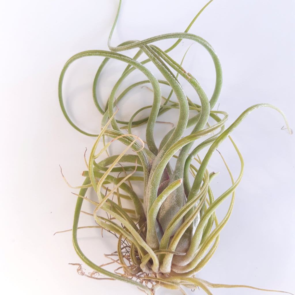 Tillandsia caput-medusae air plant