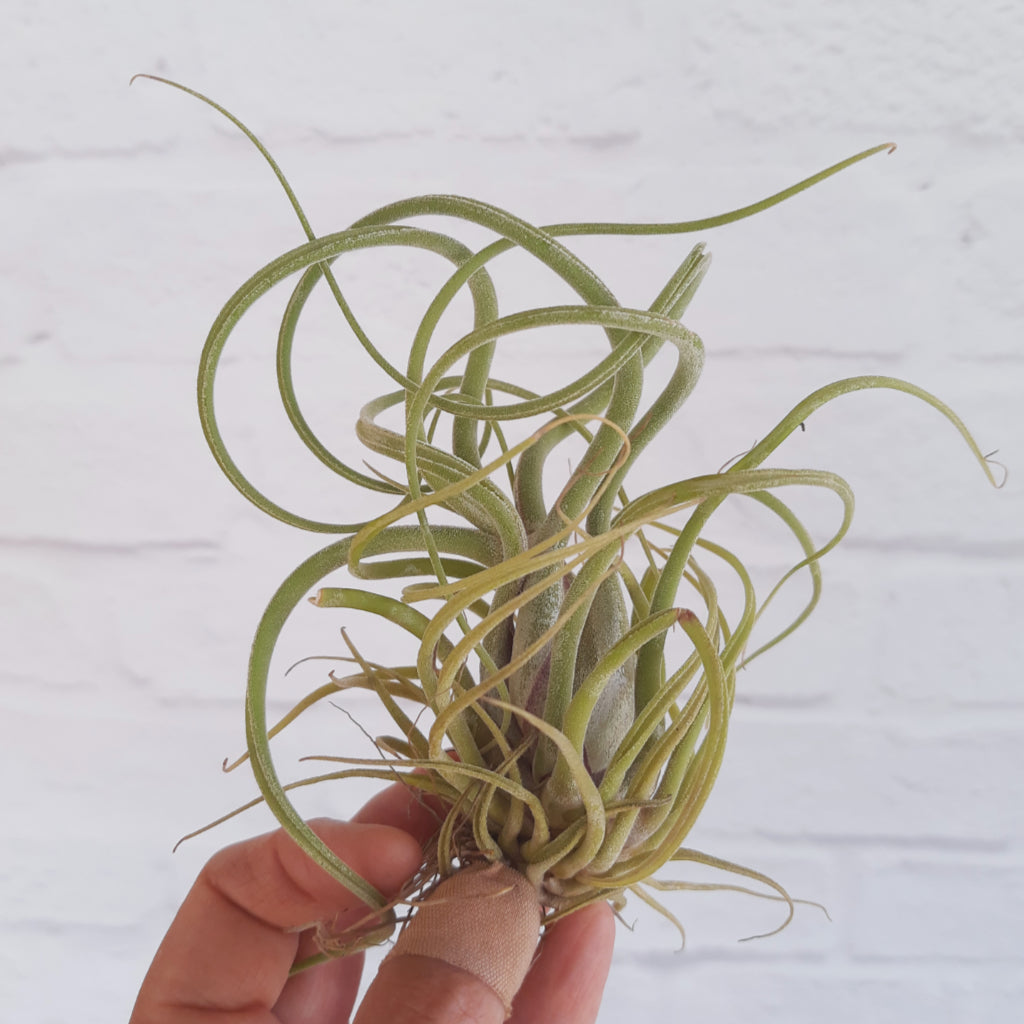 Tillandsia Caput medusae Air Plant tillandsia-caput-medusae-air-plant