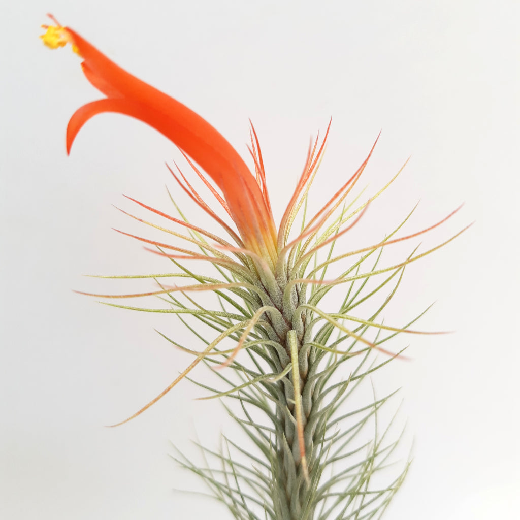 Tillandsia funckiana air plant in bloom with red flower and blushed leaves