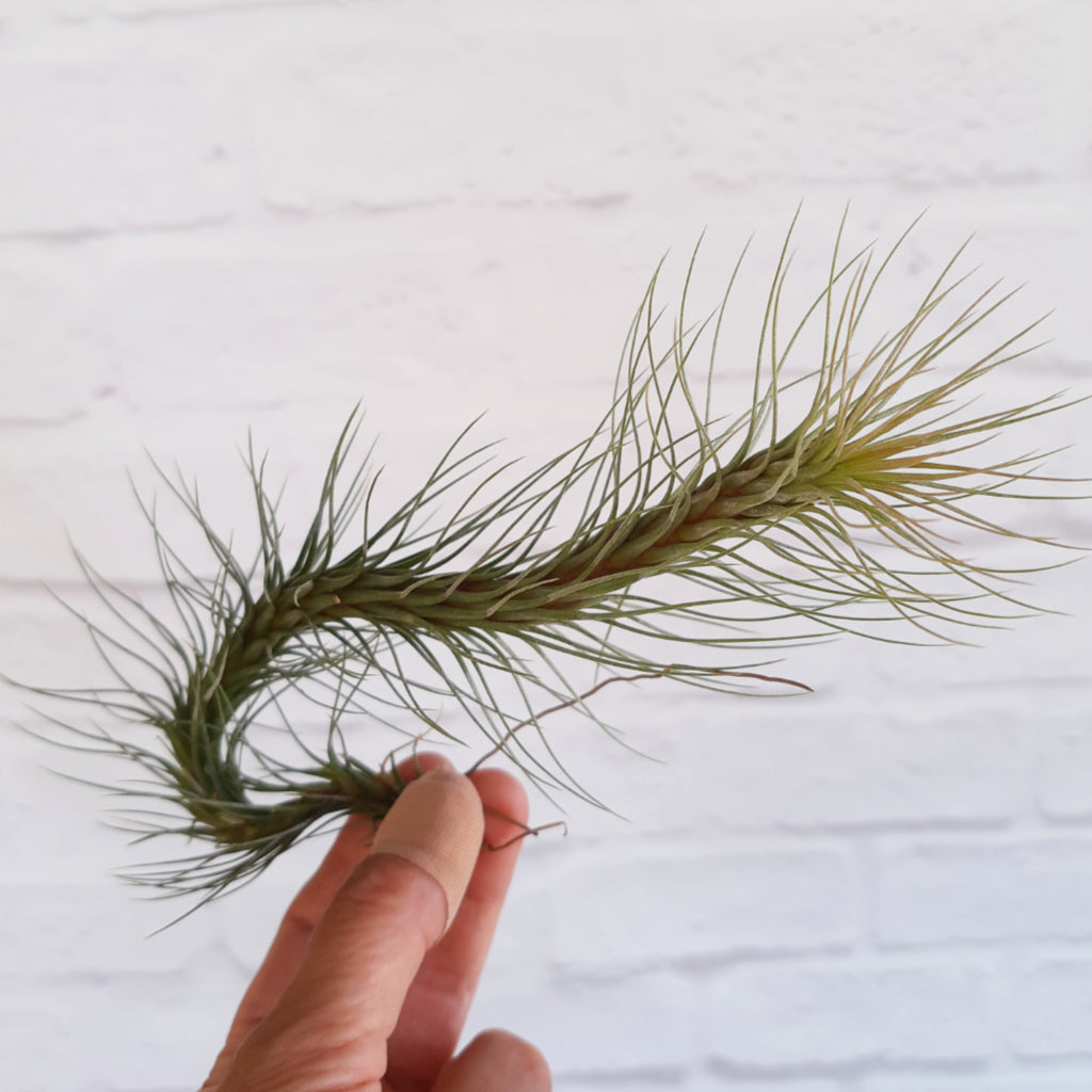 Tillandsia funckiana - Air Plant