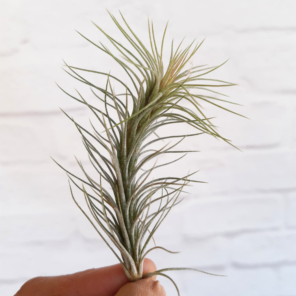 Tillandsia funckiana - Air Plant