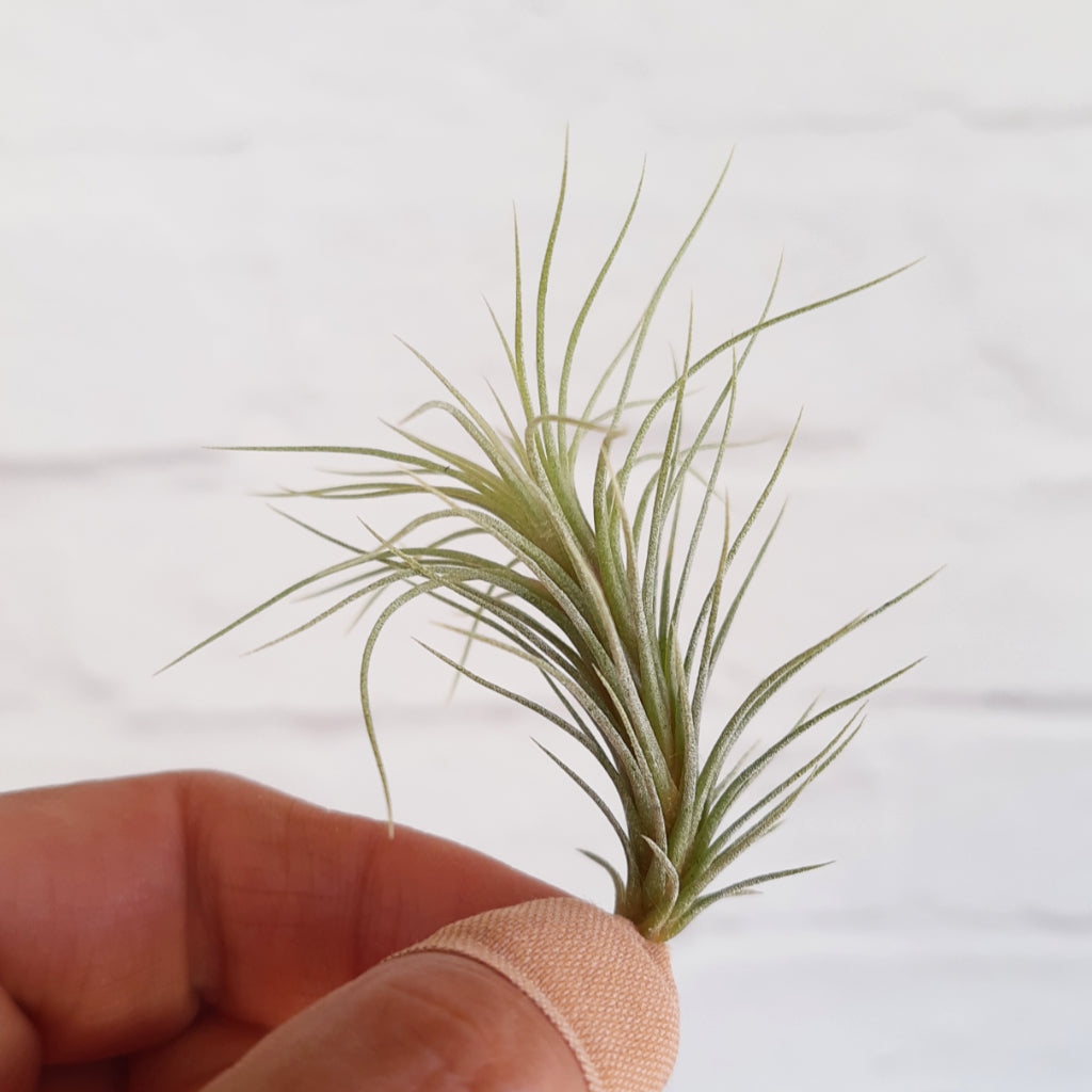 Tillandsia funckiana - Air Plant