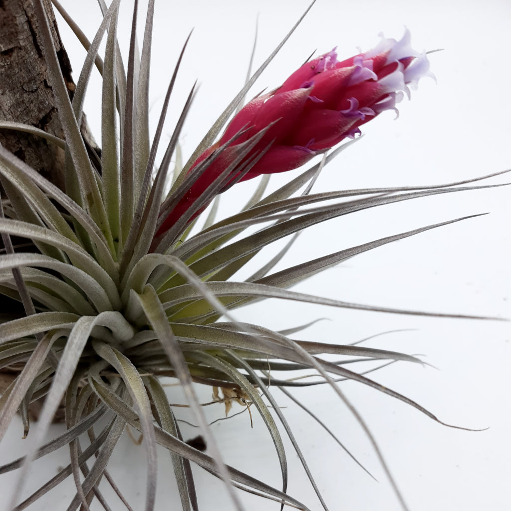 TIllandsia Houston air plant in bloom